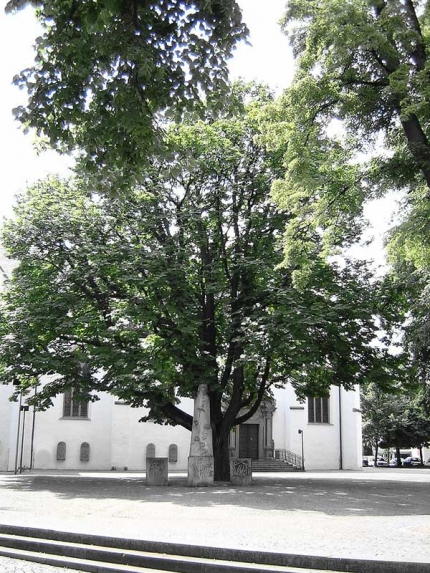 Bild 1 von Kastanie auf dem Kirchplatz